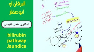 bilirubin pathway and jaundice simplified │ اليرقان او ابوصفار اسبابه بطريقه مبسطه