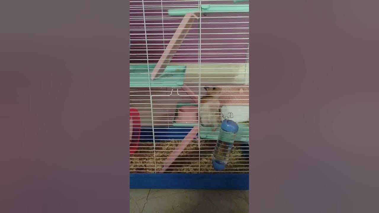 #arrahman #song #tamilsong #folksong #petsrule #cute #pets #funnyanimals #funnypets #gsds
