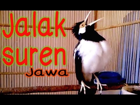 Burung jalak suren bisa ngomong Jokowi Jokowi Jokowi 