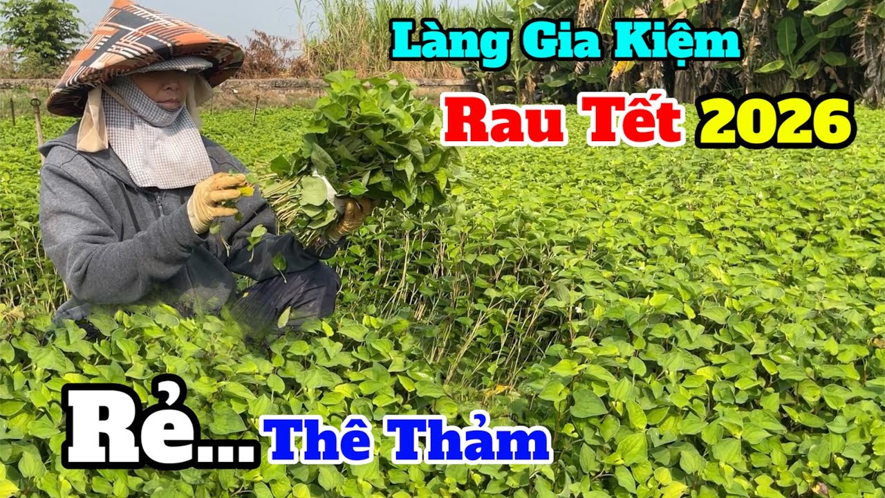 Thê thảm giá rau tết 2026, Rẻ mấy ngàn 1 kg tại làng gia kiệm