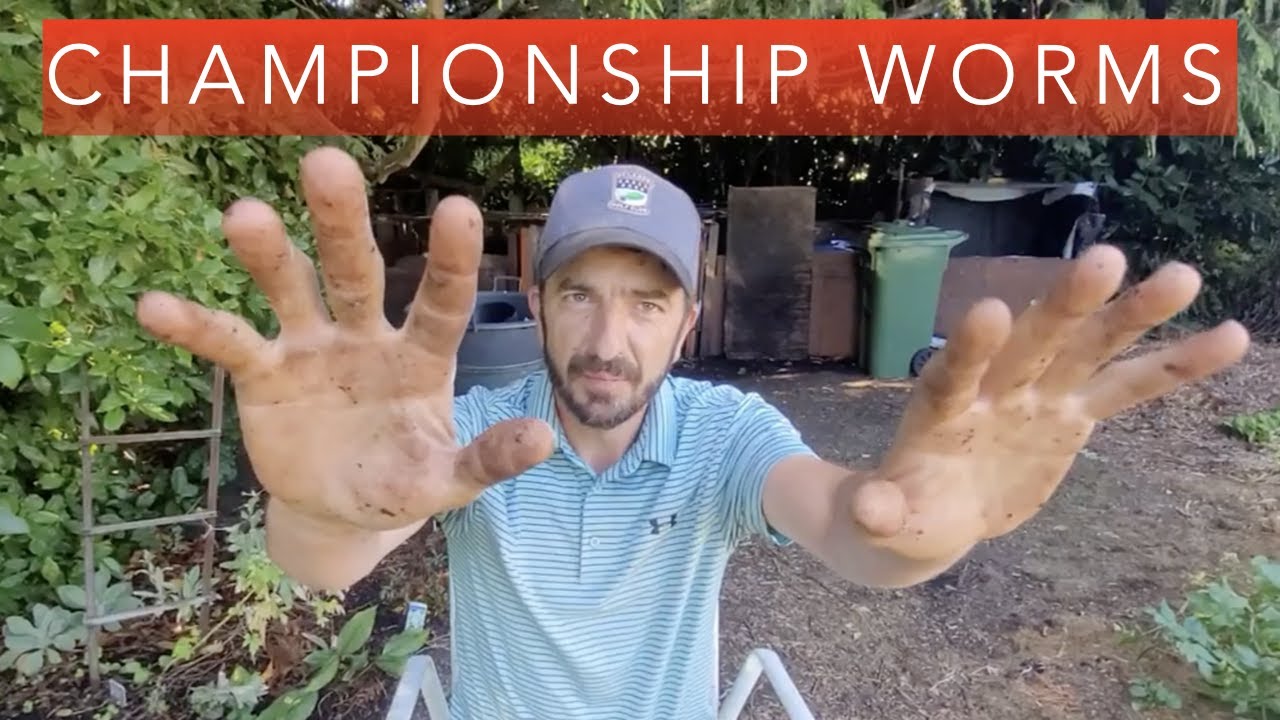 Championship Worms | Worm Farm Update