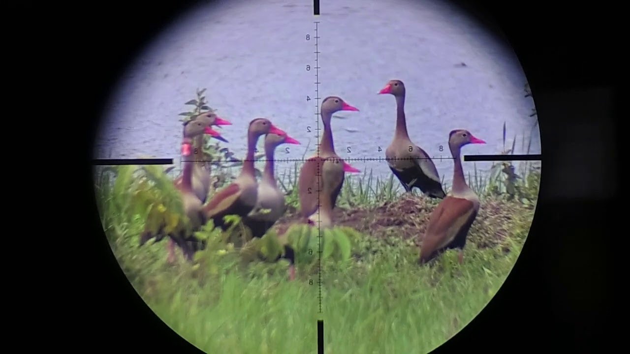 Hunting || waterfowl | Duck hunting in pakistan 2021