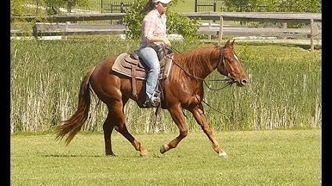 SLJ Dance Like Juice    ***For info, price, etc., go to our website*** Valley View Ranch