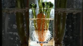 asmr growing carrot ||
