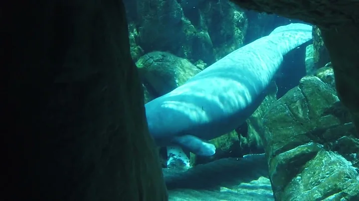 Manatee