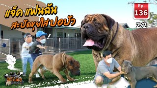 แจ็ค แฟนฉัน สะบัดขุยใส่บ่อบัว (Boerboel) - เพื่อนรักสัตว์เอ๊ย EP.136 (2/2)