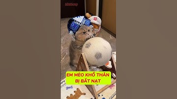 Em mèo khổ thân bị bắt nạt #shorts