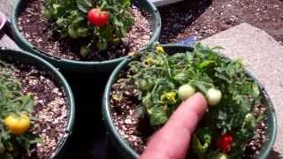 Worlds Smallest Tomato Plants Micro Toms Are Amazing!