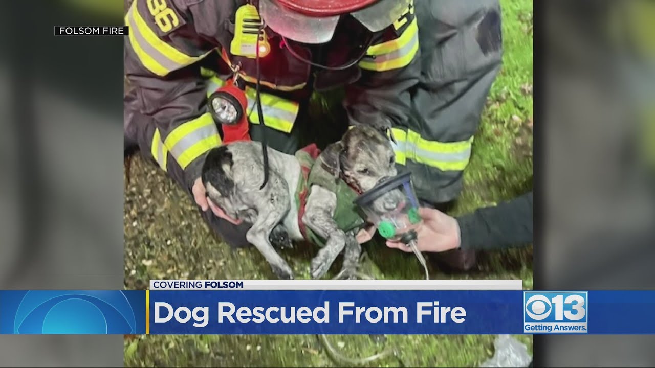 Folsom firefighters rescue dog from fire - YouTube