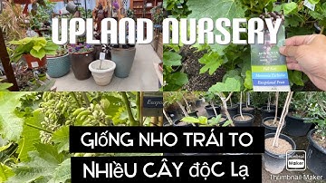 Tham Quan Vườn Cây Giống Upland Nursery Ở OC tt404