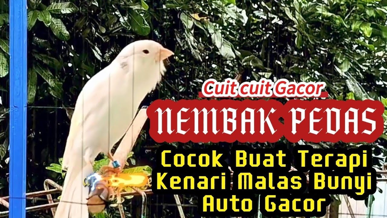 KENARI GACOR CUIT CUIT MEMANGGIL LAWAN BIKIN EMOSI |25| COCOK BUAT PANCINGAN KENARI BELAJAR BUNYI