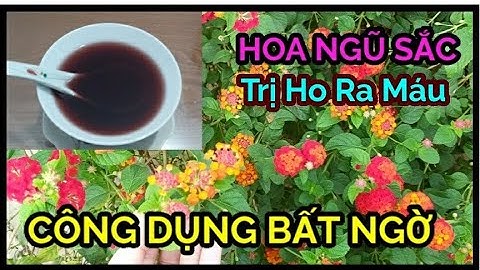 Hoa Ngũ Sắc ( Bông Ổi) Công Dụng Trị Bệnh Bất Ngờ ít người biết ||