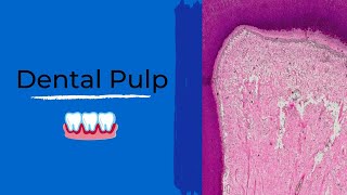 Dental Pulp | Dentin Pulp Complex Session 6