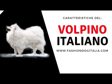 Video: Volpino Italiano Razza Canina Ipoallergenico, Salute E Durata Della Vita