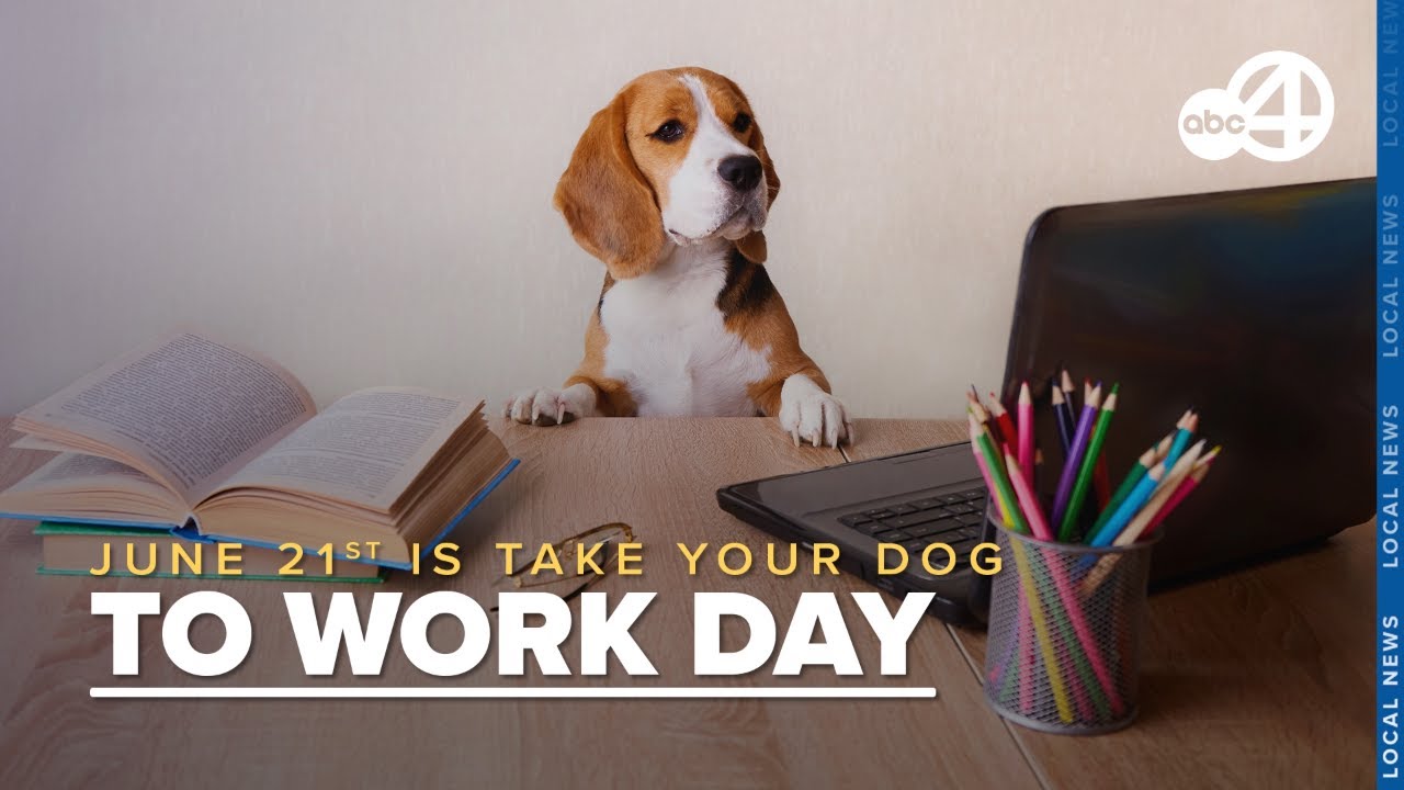 National Take Your Dog To Work Day! Why it's so important YouTube