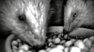 Hedgehogs Live - Hedgehog Feeder Cam in Scotland