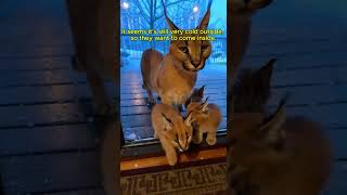 A Mother Lynx And Her Cub Were Found In The Warehouse