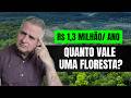 Quanto uma floresta pode gerar em créditos de carbono? Cálculo prático