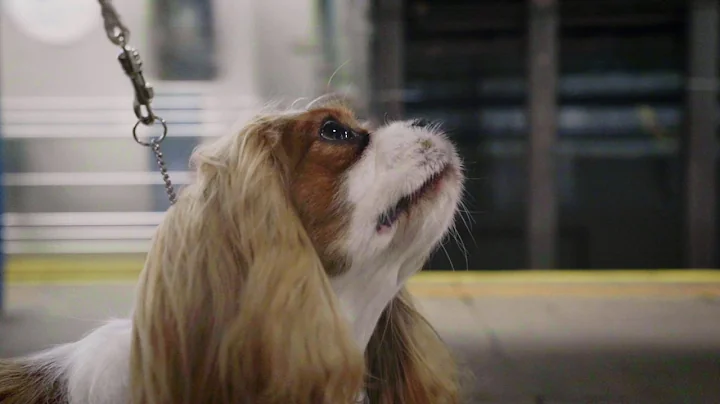 Westminster Dog Show: Cavalier King Charles Spaniel takes a trip on the Subway