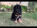 Tibetan mastiff Puppy Journey.....From 0 To 9 Months👑