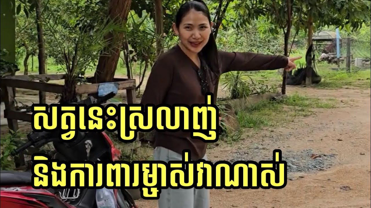 នេះជាសត្វណា តែចេះដឹងគុណម្ចាស់ ហើយការពាររបស់ម្ចាស់ណាស់។