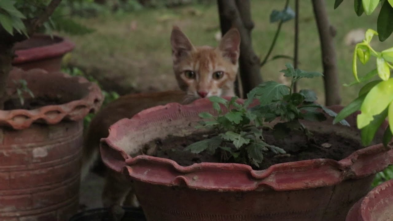 kudrat da dhang (poem by Parneet Jaggi) w visuals by me