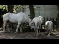 Large, medium, or small. 3 white horses. 大中小、三頭の白馬。