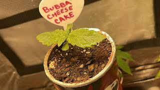 Week 2 (Seedling) Pringles Can Cannabis Grow Off Update #marshydrogoodbudspringlesgrowoff