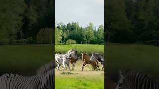 Come and see! The rogue zebra is here to bully the weak again. Close range to wild animals. Animal