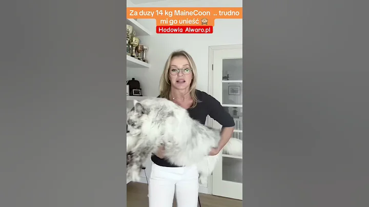 Watch the video about Za Wielki 14kg Kot MaineCoon zeby go nosic 🙈 #cat #kitten #mainecooncat #koty #bigcats #mainecoon