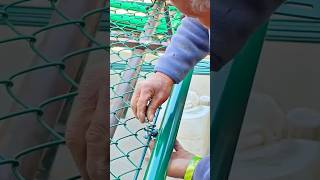 Securing Chain Link Fence to a Metal Frame for a Strong and Durable Installation #shorts