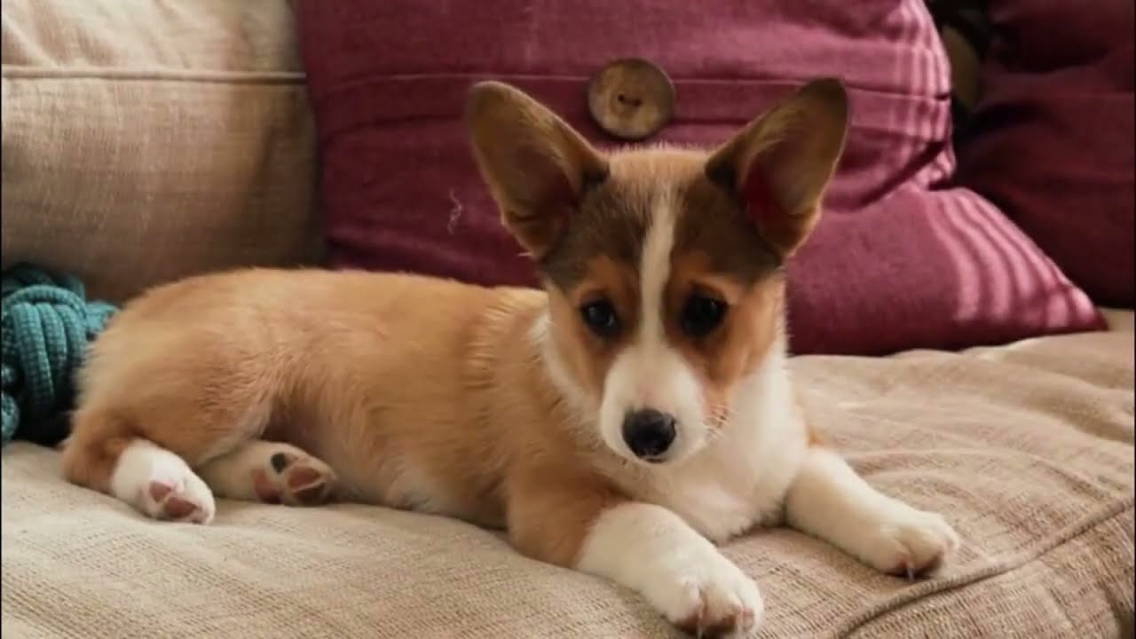 An Puppies Halloween | Eventbrite and MN Re-Release Trailer | Marco Network