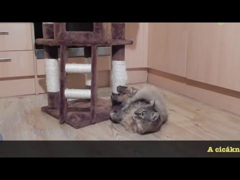 Videó: My Cat Approved: A legjobb természetes macska alom márka