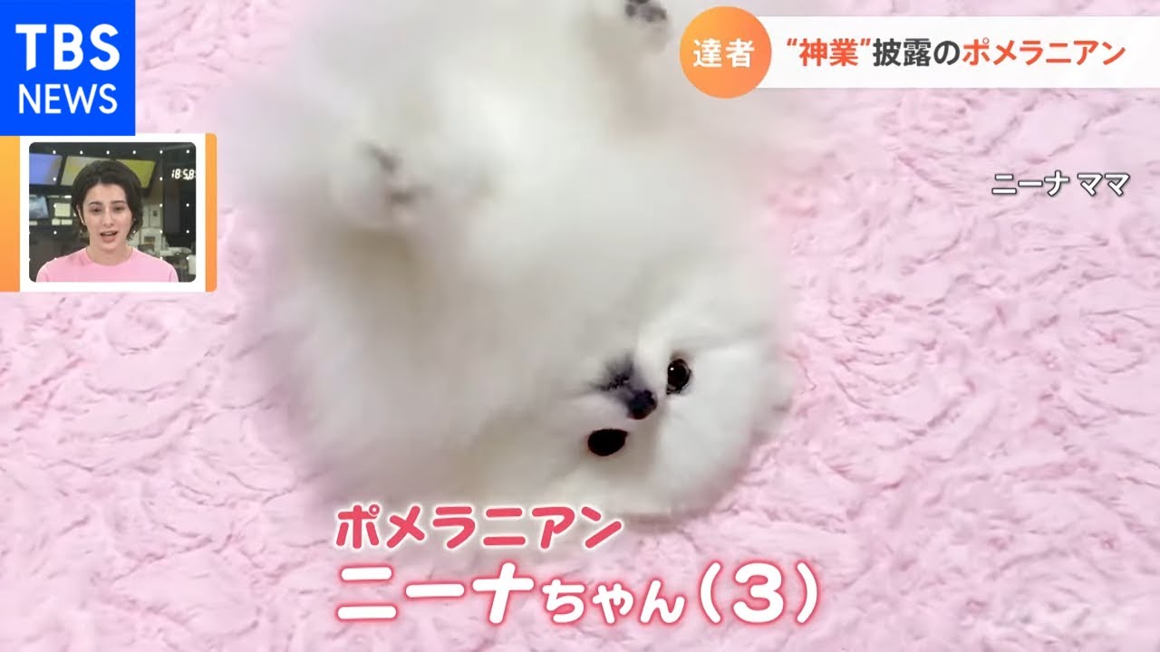 神業 披露の白いポメラニアン Youtube