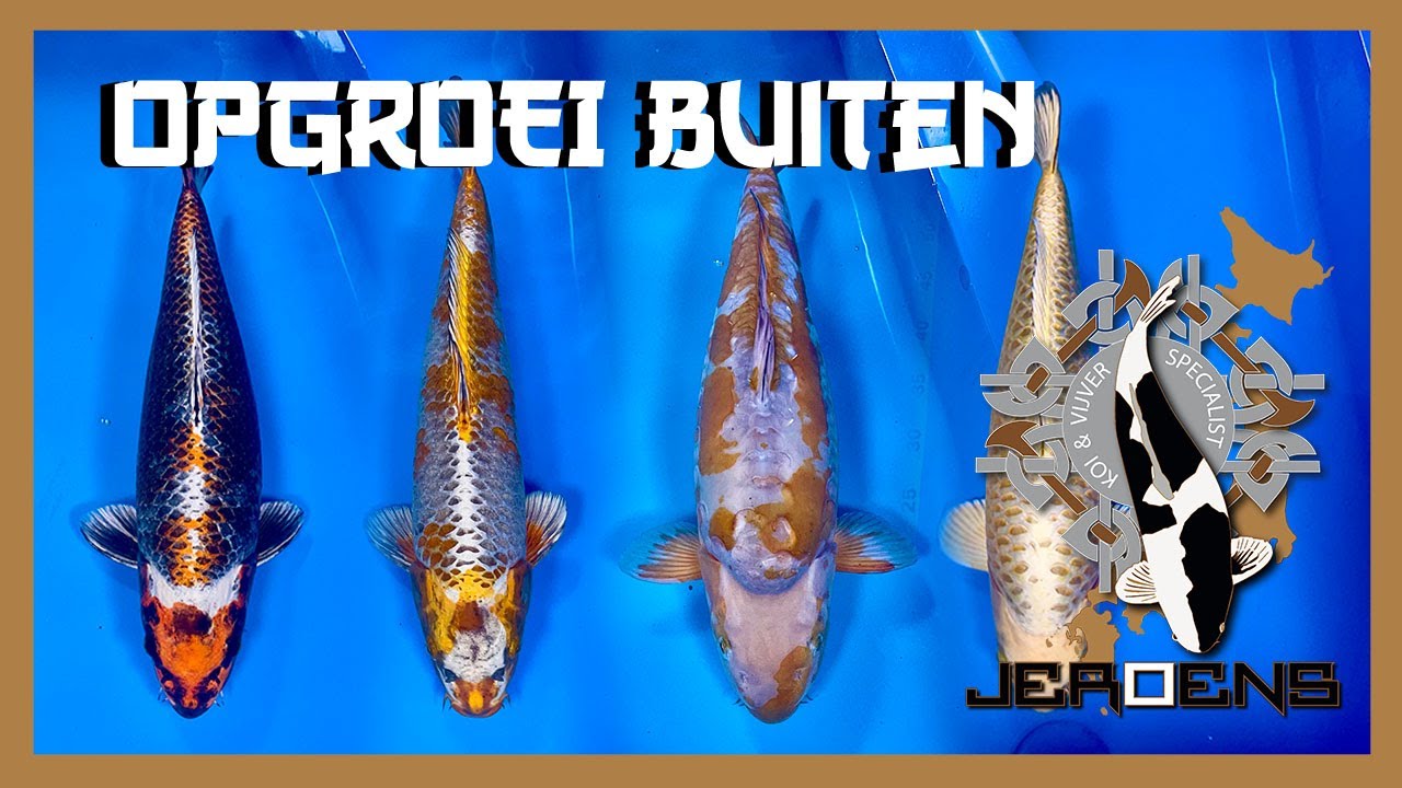 GIGANTISCHE GROEI OP VISSEN IN EEN HALF JAAR! 