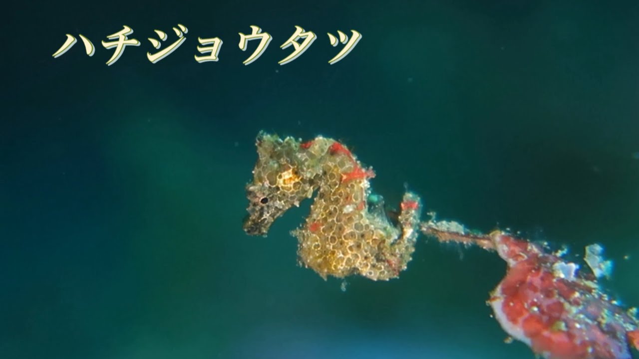 ハチジョウタツ|伊豆大島|秋の浜