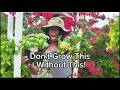 Companion Plants for Small Gardens