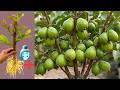 🍐Grow Guava Tree from Cutting | Easy in 30 Days (100% Success)