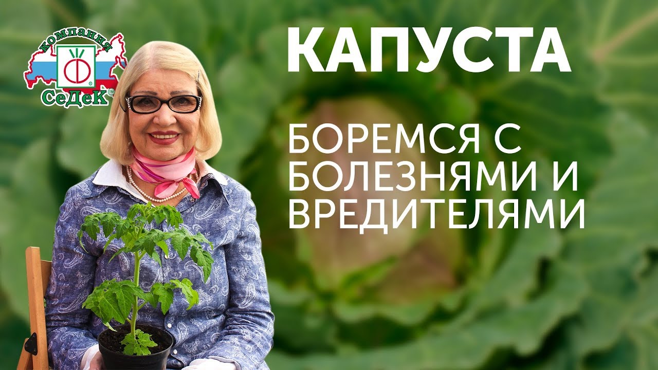 Вредители Капусты Фото