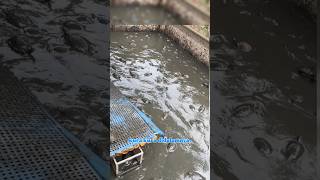 Lots of turtles in the shelter pond!!! #shorts #trending #viral