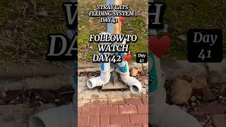 Stray Cats Feeding System🐾 Day 41 ❤️Keeping an Abandoned Park Station Alive #shorts #cat #kitten