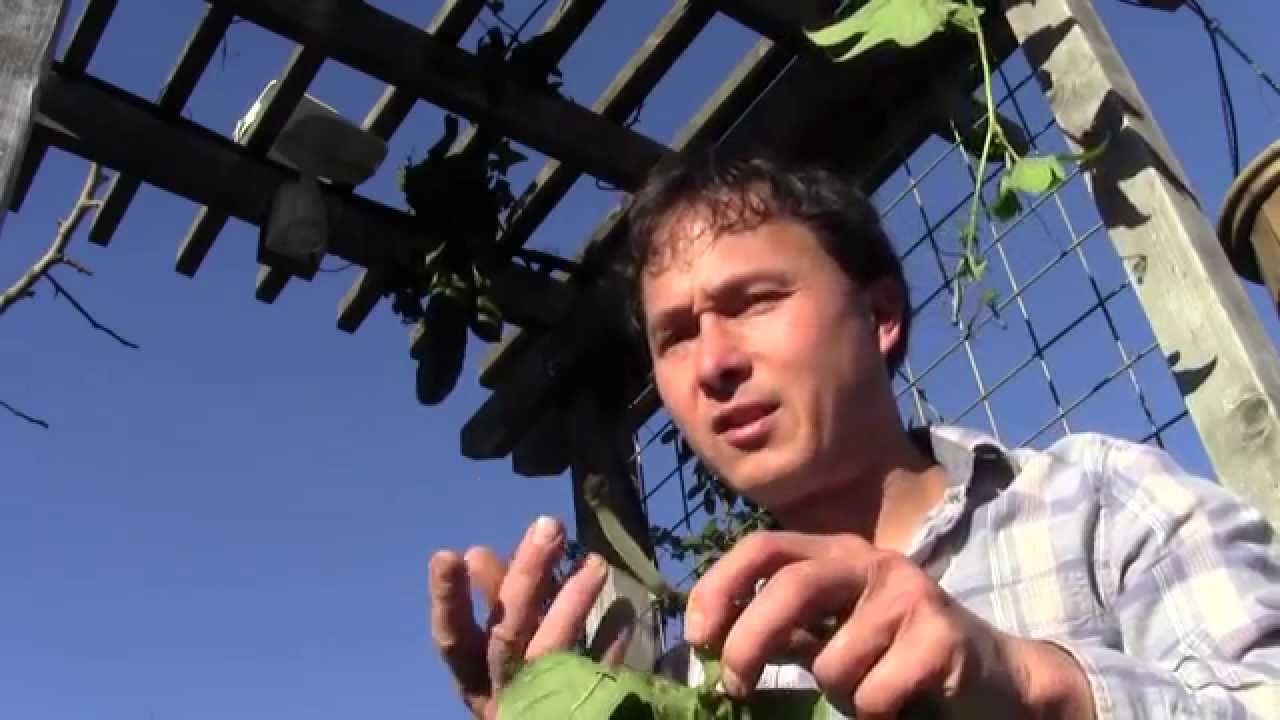 Grow an Edible Sponge for Cleaning and Eating YouTube