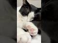 ぎゅっと仲良し #猫 #cat #かわいい