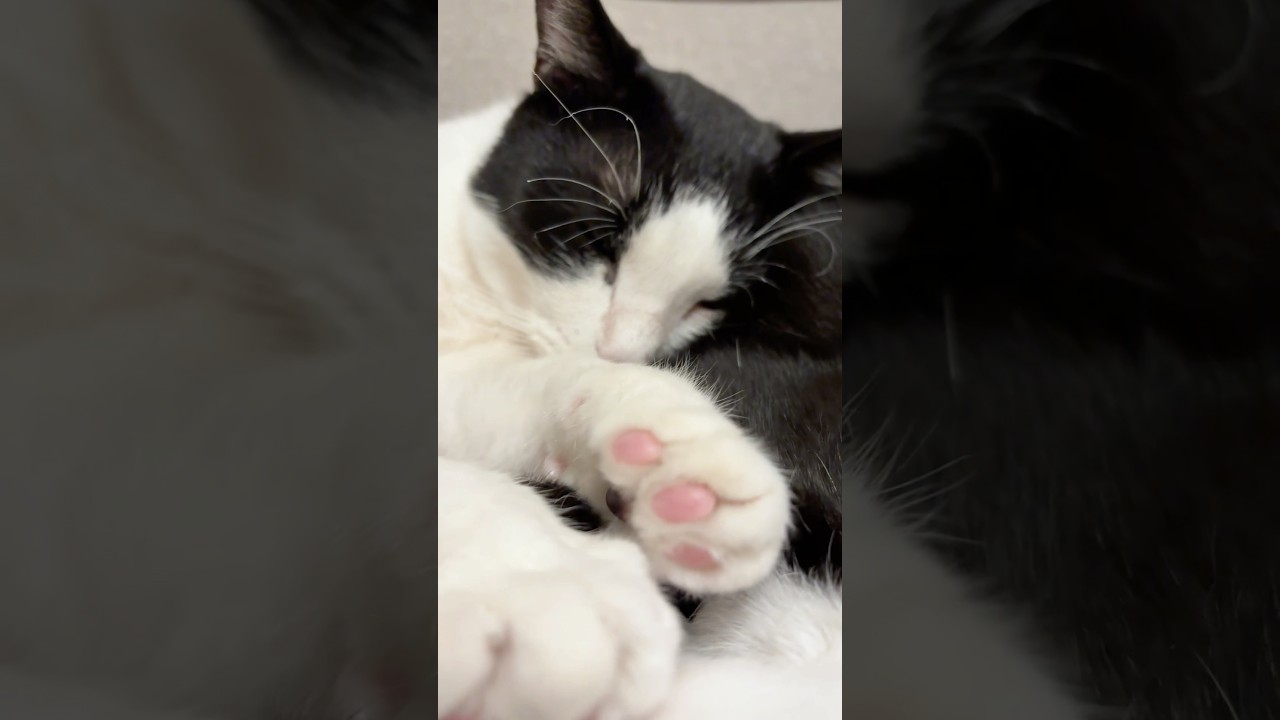 ぎゅっと仲良し #猫 #cat #かわいい