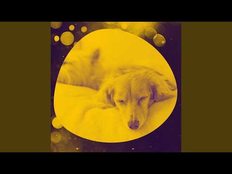 Sumptuous Bossa Nova - Vibe for Calming Puppies