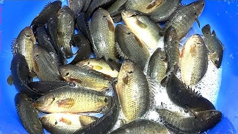 Nữa Rồi Câu Hết Nổi Nữa Rồi Dử Lắm Cá Rồi-Câu Cá Rô Đồng / lãng tử miền tây T 67