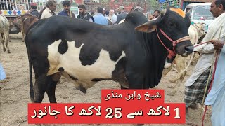 Sheikh Cow Mandi Ma Munasib Mall Munasib Rate Mandi Boy Zeeshan Khan
