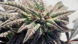 Gelato 41 Harvest!