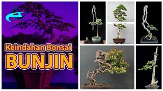 Bunjin Bonsai: The Inspiring Beauty of Literati Trees