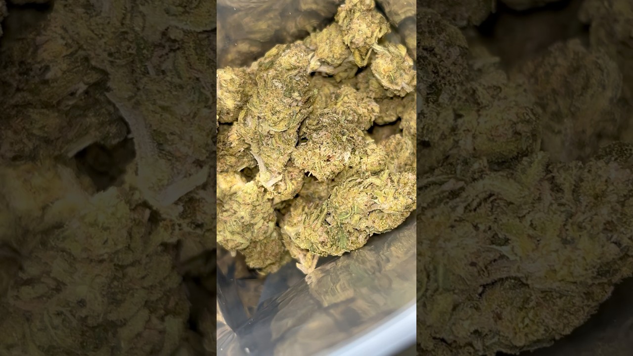 Thca Small Buds Sour OG